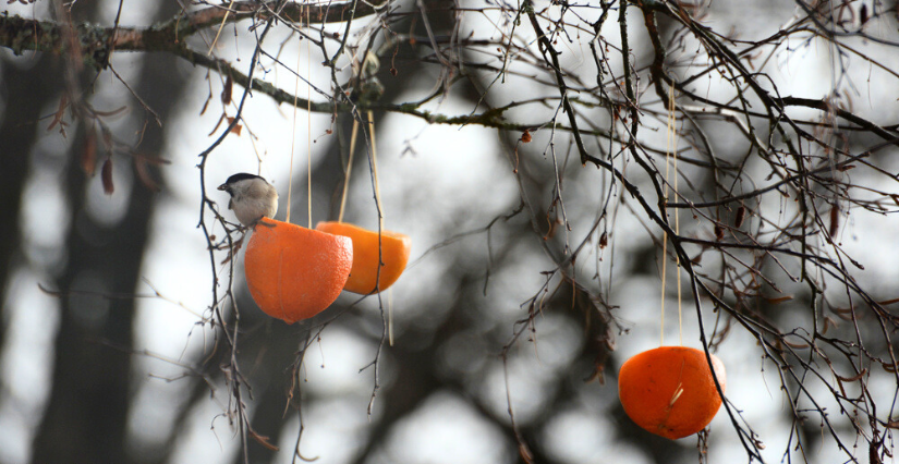 Mangeoires en coques d'oranges et de pommes : une activité nature facile à faire avec les enfants