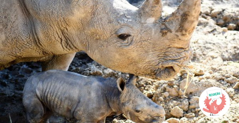 Zoo de Montpellier, à la découverte du monde sauvage
