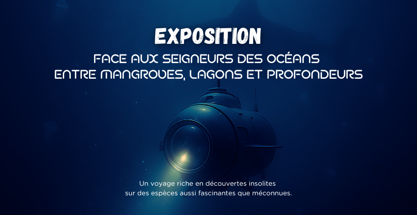 Exposition « Raies, requins, chimères » : quand les secrets du vivant nous font frissonner au Planet Ocean Montpellier