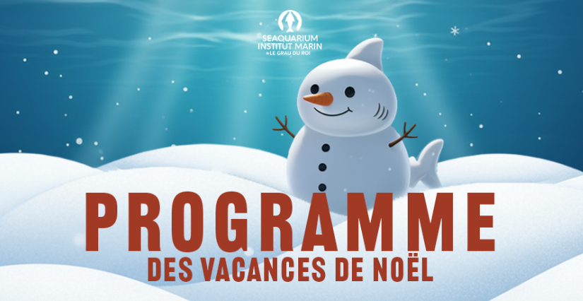 Les animations de Noël au coeur du monde marin du Seaquarium, au Grau-du-Roi!