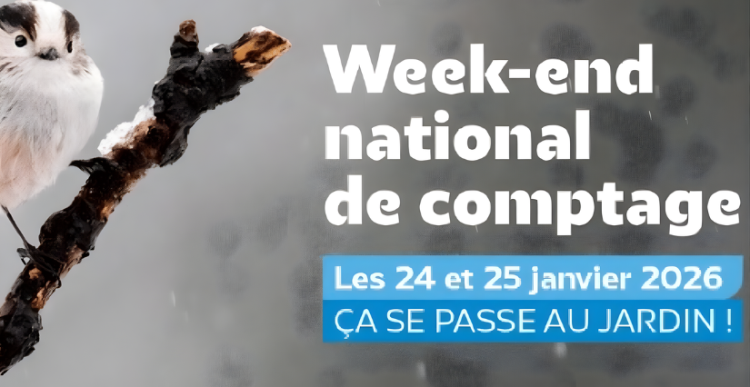 Week-end national de comptage des oiseaux des jardins en famille