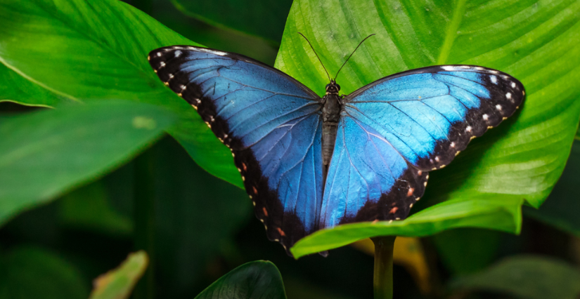 Partez en mission tropiques à Micropolis dès le 7 février 2026 !