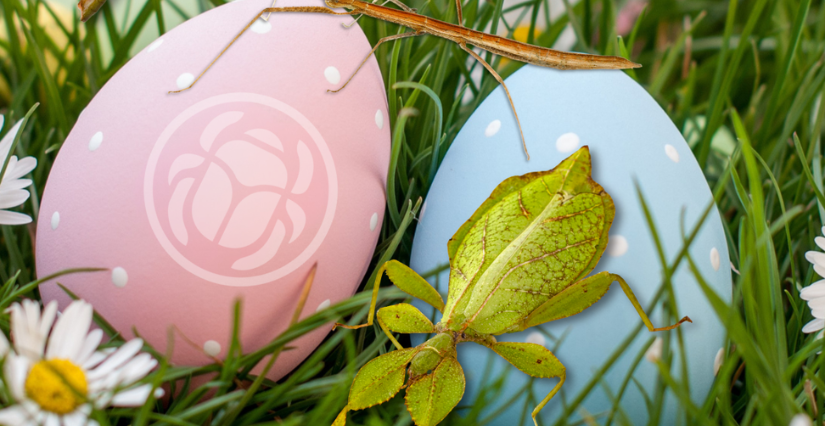 Une chasse aux oeufs façon Micropolis dans l'Aveyron, proche de Millau