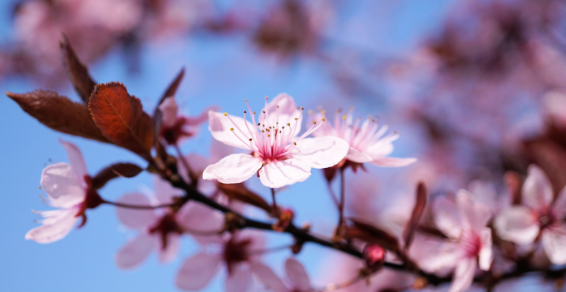 Fête du printemps à la Bambouseraie en Cévennes près d'Anduze : une journée magique en famille !