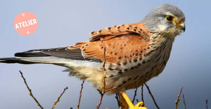 Atelier famille " Le cluedo des rapaces" au Fort Saint-André à Villeneuve-lès-Avignon !