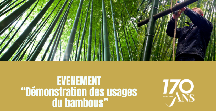 Atelier de démonstration des usages du bambou à la Bambouseraie en Cévennes près d'Anduze