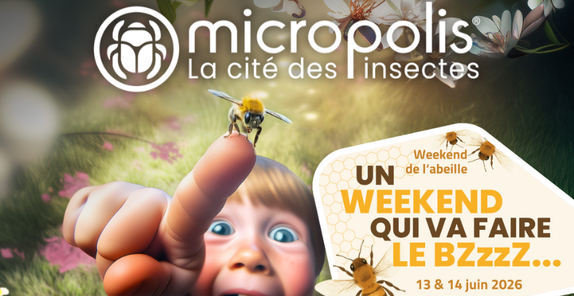 Au mois de Juin ça bourdonne à Micropolis, dans l'Aveyron ! 