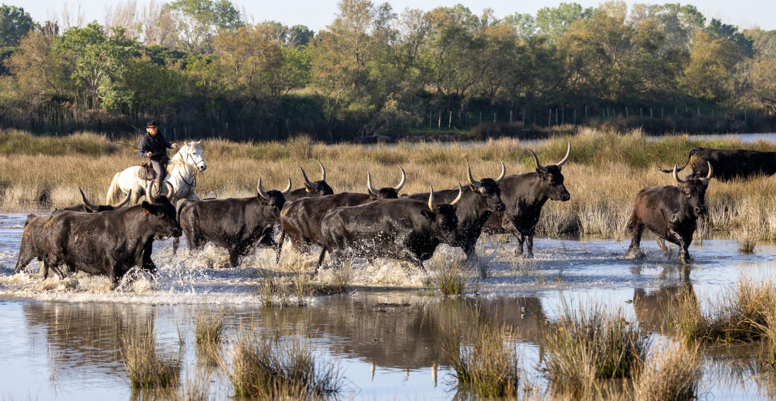 Découvrir La Petite Camargue en famille !