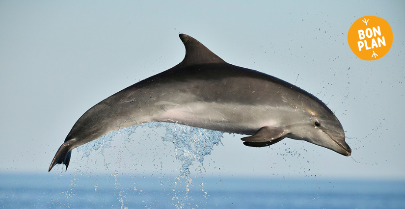 Observer les dauphins en Méditerranée : une sortie magique à vivre en famille au départ de Carnon !