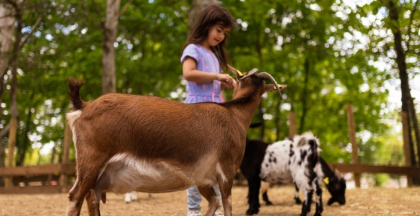 Les nocturnes des Petits Fermiers : une soirée magique en famille à Lansargues 