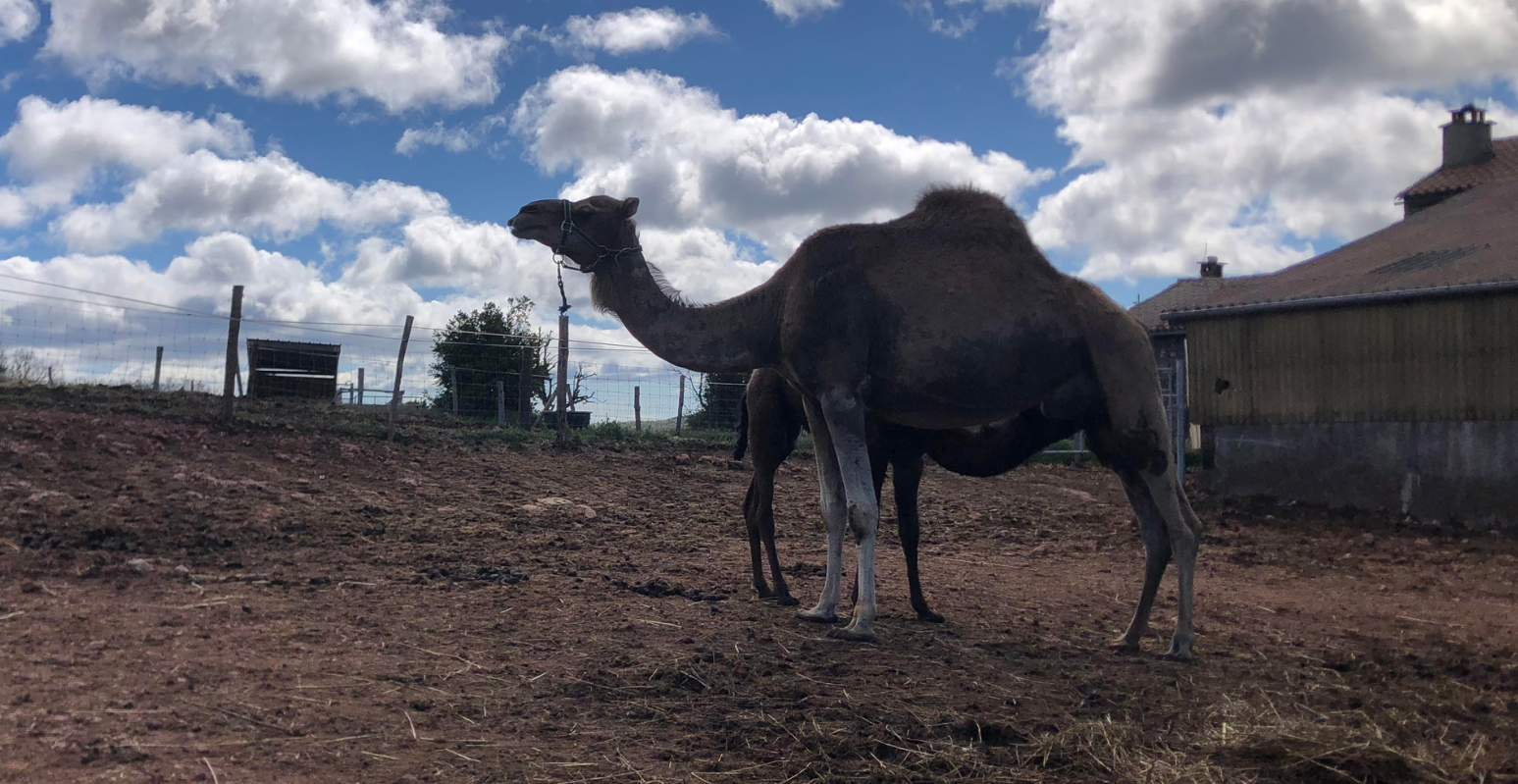 Une rencontre insolite avec des chameaux sur le Larzac !
