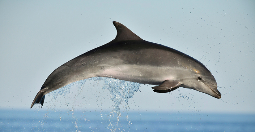 Observer les dauphins en Méditerranée : une sortie magique à vivre en famille au départ de Carnon !