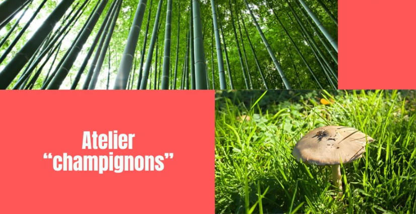 À la découverte des champignons en famille à la Bambouseraie en Cévennes à Anduze