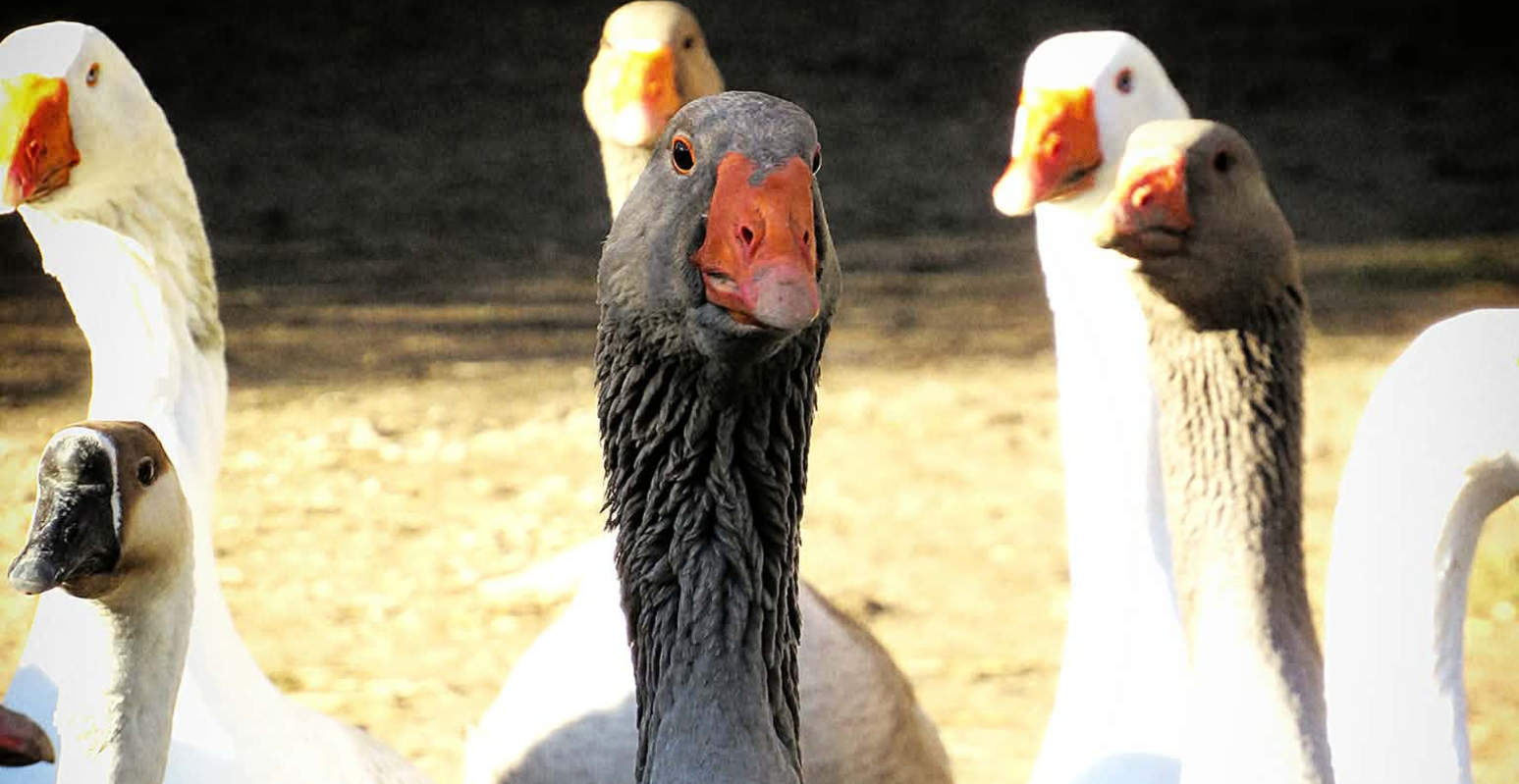 Journée mondiale des animaux au Mas de la Gallinière à Roquemaure