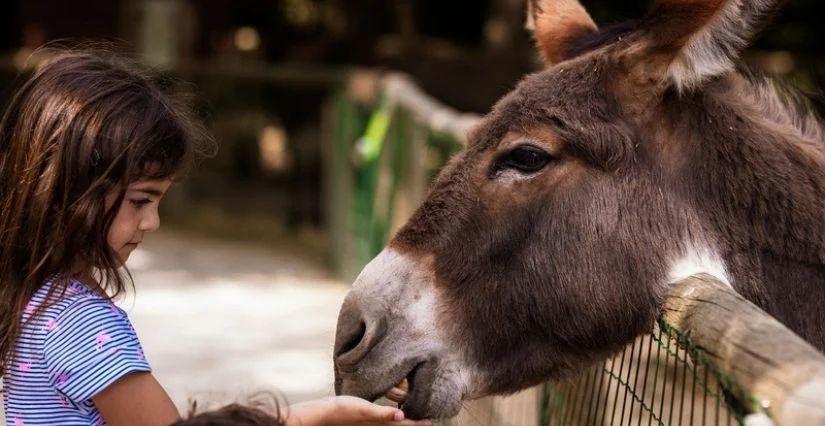 Vacances de la Toussaint aux Petits Fermiers de Lansargues : le programme de la 1ère semaine !