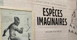 Nouvelle exposition pour les familles "Anatomie comparée des espèces imaginaires" au Musée de Lodève