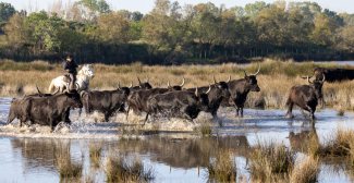 Découvrir La Petite Camargue en famille !